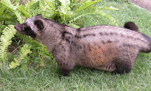 קפה לואק (Copi Luwak)