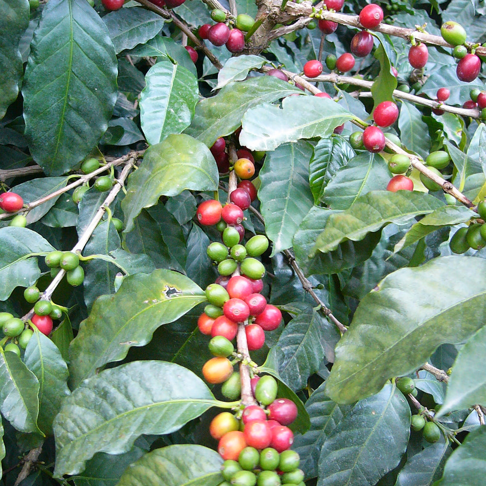 200 грамм кофе в зернах Guatemala Pastoral Antigua Pastoral