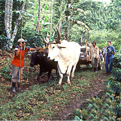 200 грамм кофе в зернах Nicaragua SAN JUAN DEL RIO COCO